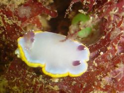 Nudibranch (Chromodoris purpurea). Shot in Baleal, Portug... by Joao Pedro Tojal Loia Soares Silva 